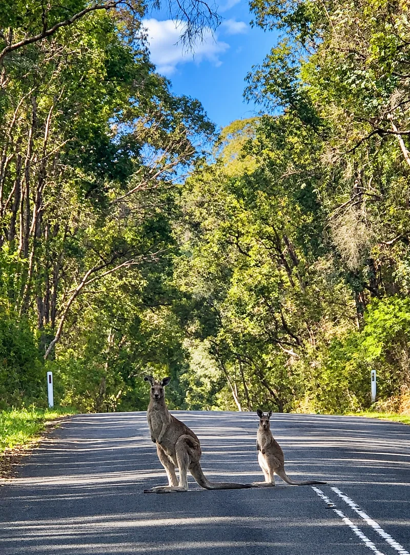Kangaroos on a quiet road in Megalong Valley