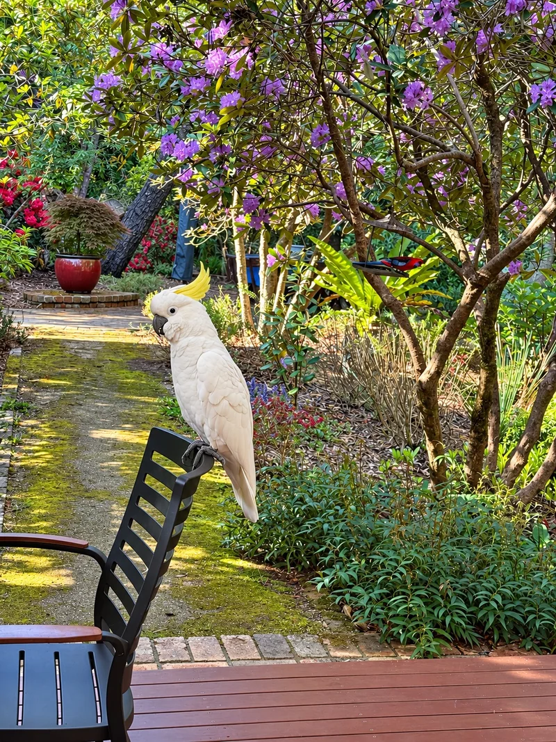 A curious cockatoo visiting the cottage garden