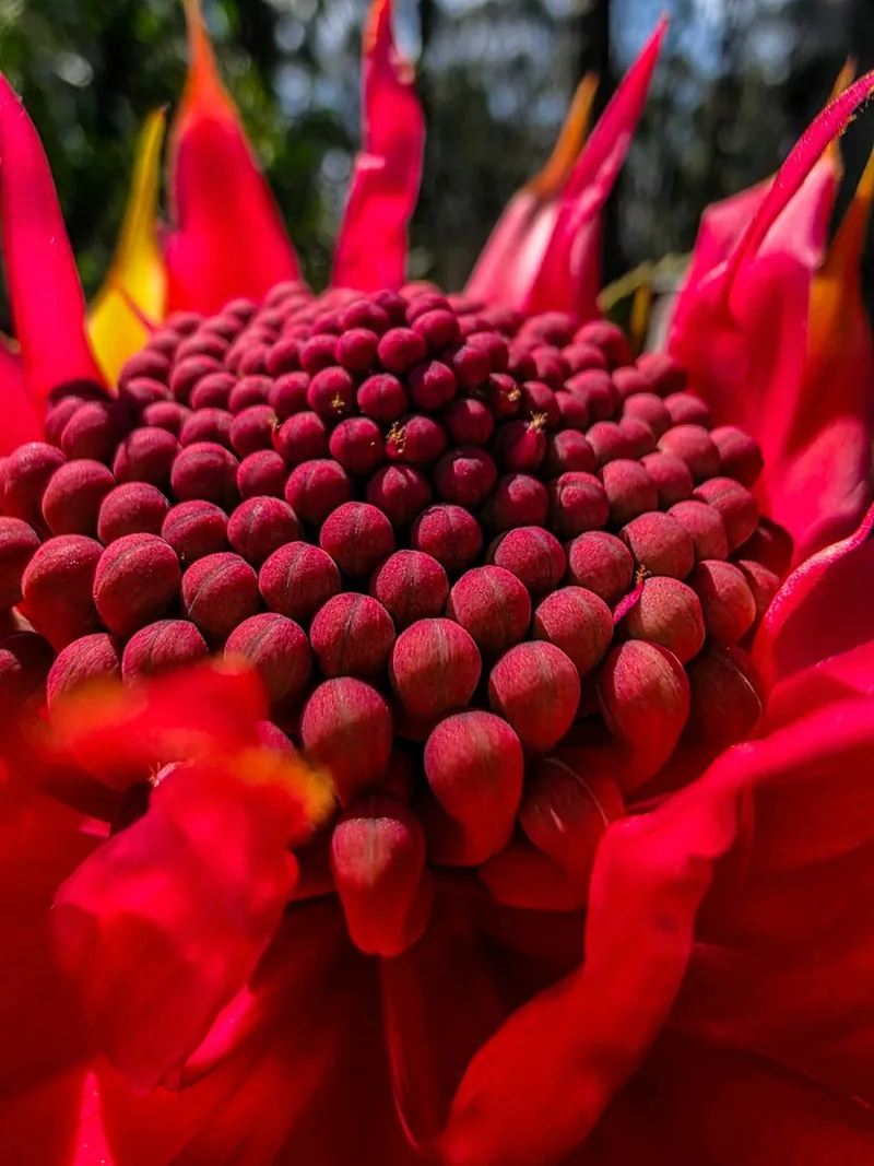 A native waratah flower in the Blue Mountains
